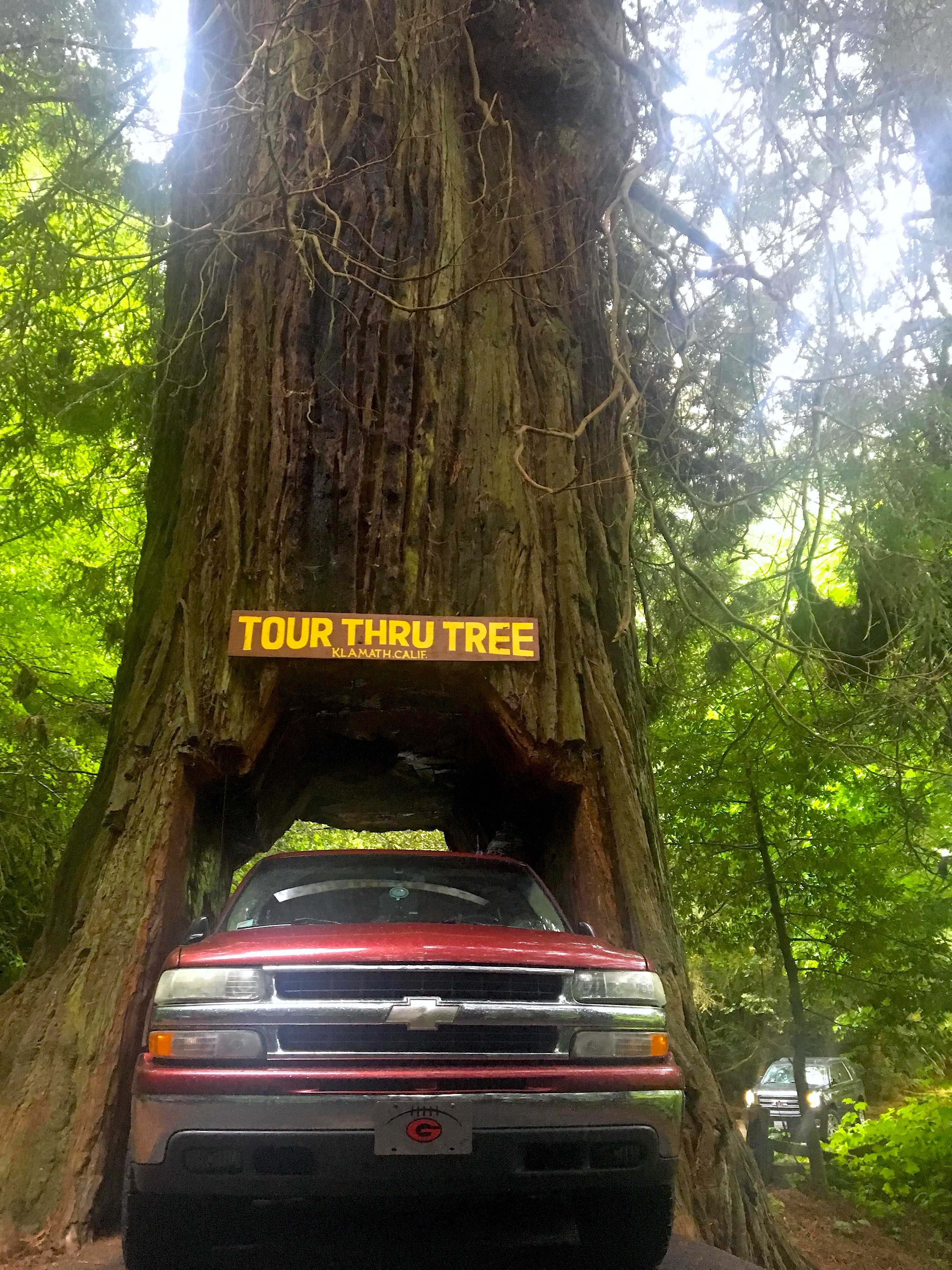Pacific Coast Highway Road Trip-drive thru tree